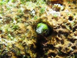 078 Secretary Blenny IMG 5894